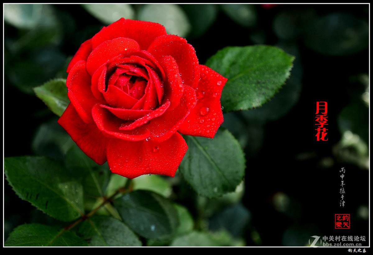 【月季花】2016-8