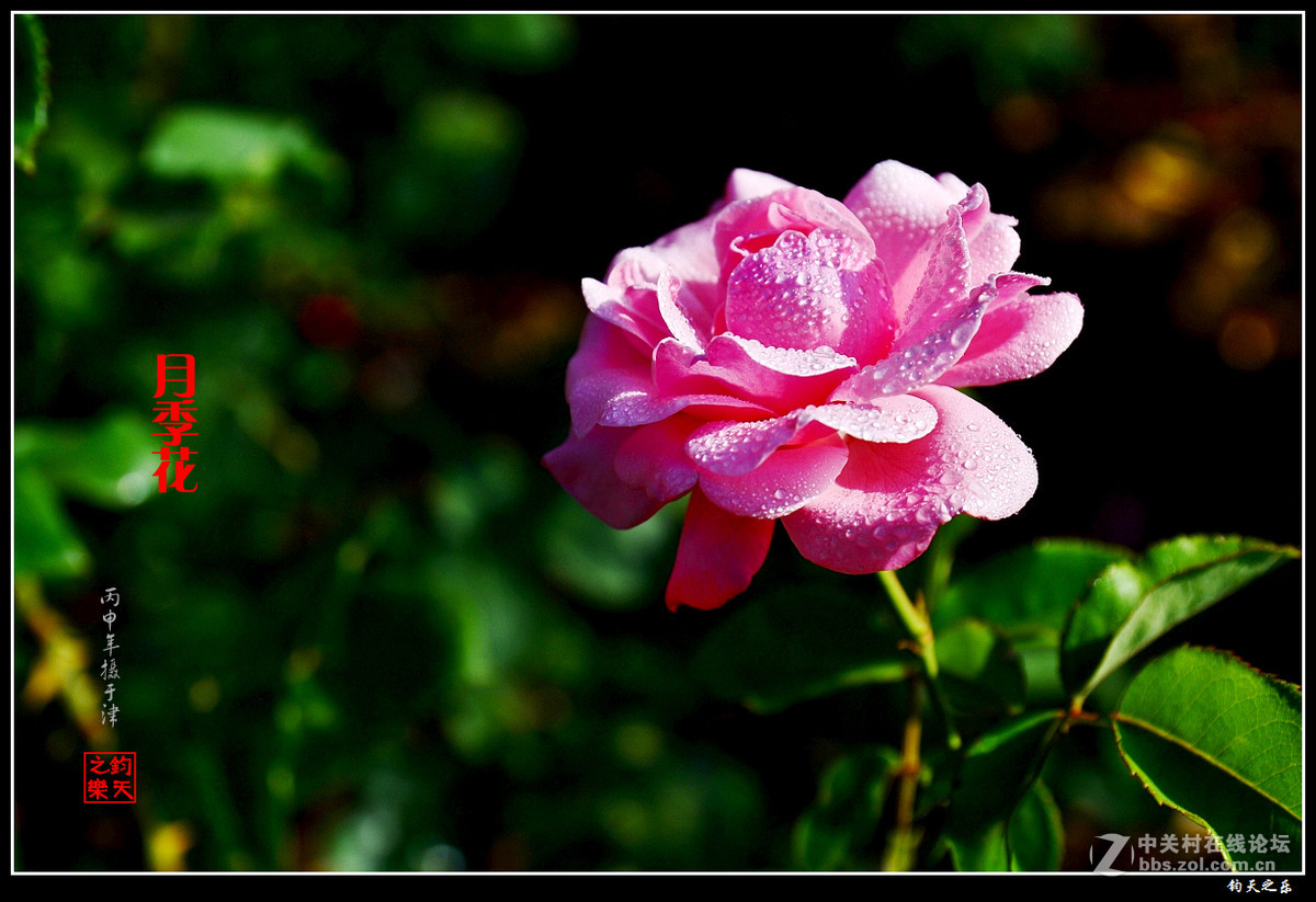 【月季花】2016-8