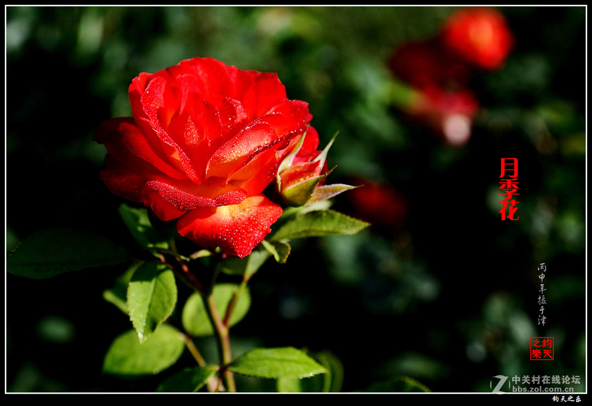 【月季花】2016-8