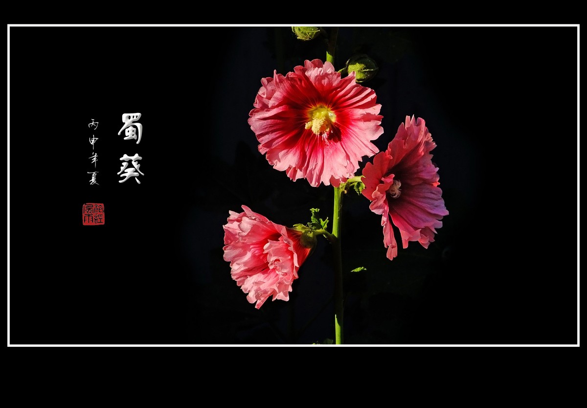 节节高的蜀葵花