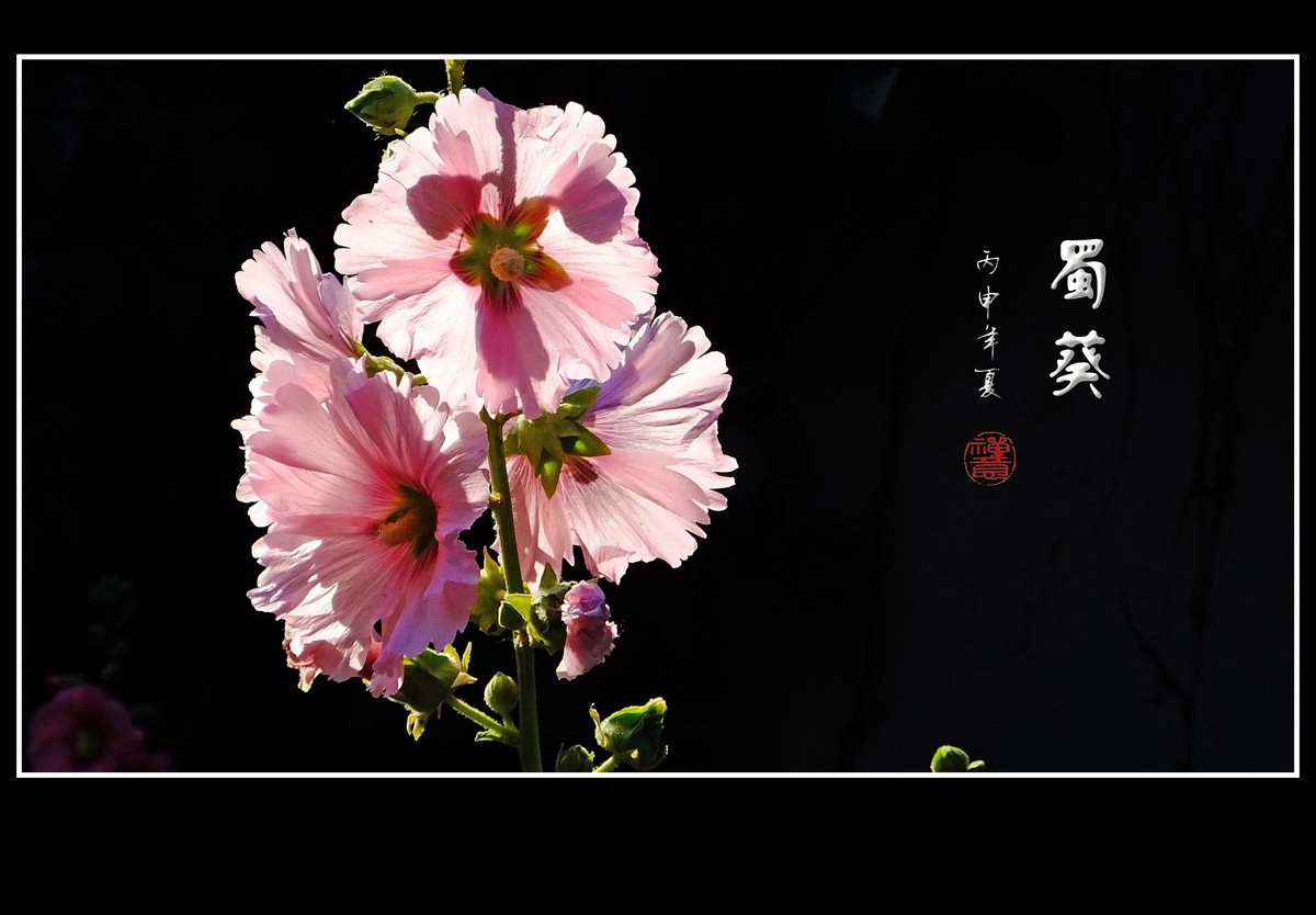 节节高的蜀葵花