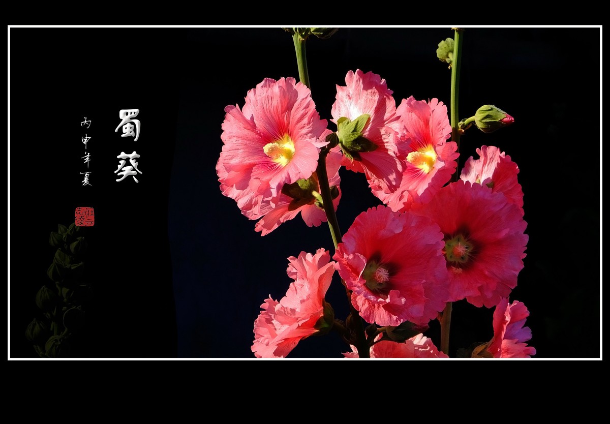 节节高的蜀葵花