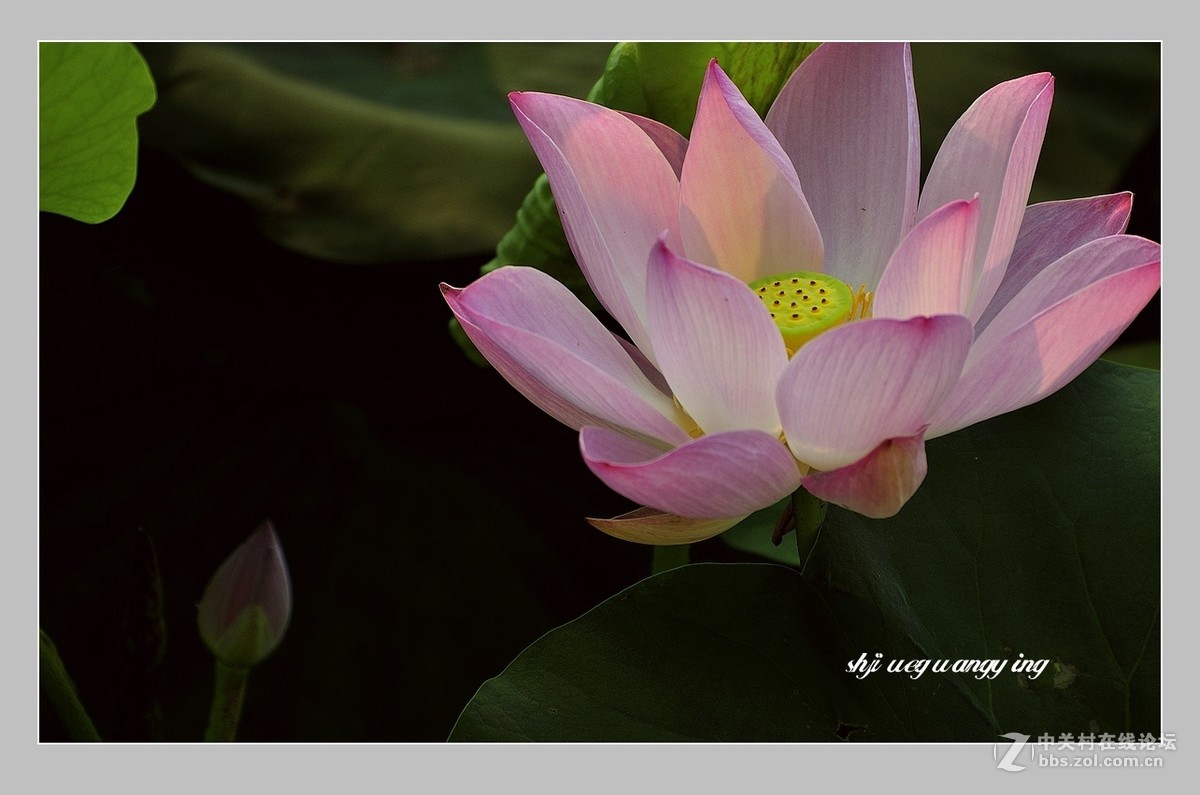 视觉光影荷光莲影1问好有心再拍泛舟水上光影寻梦三位版主