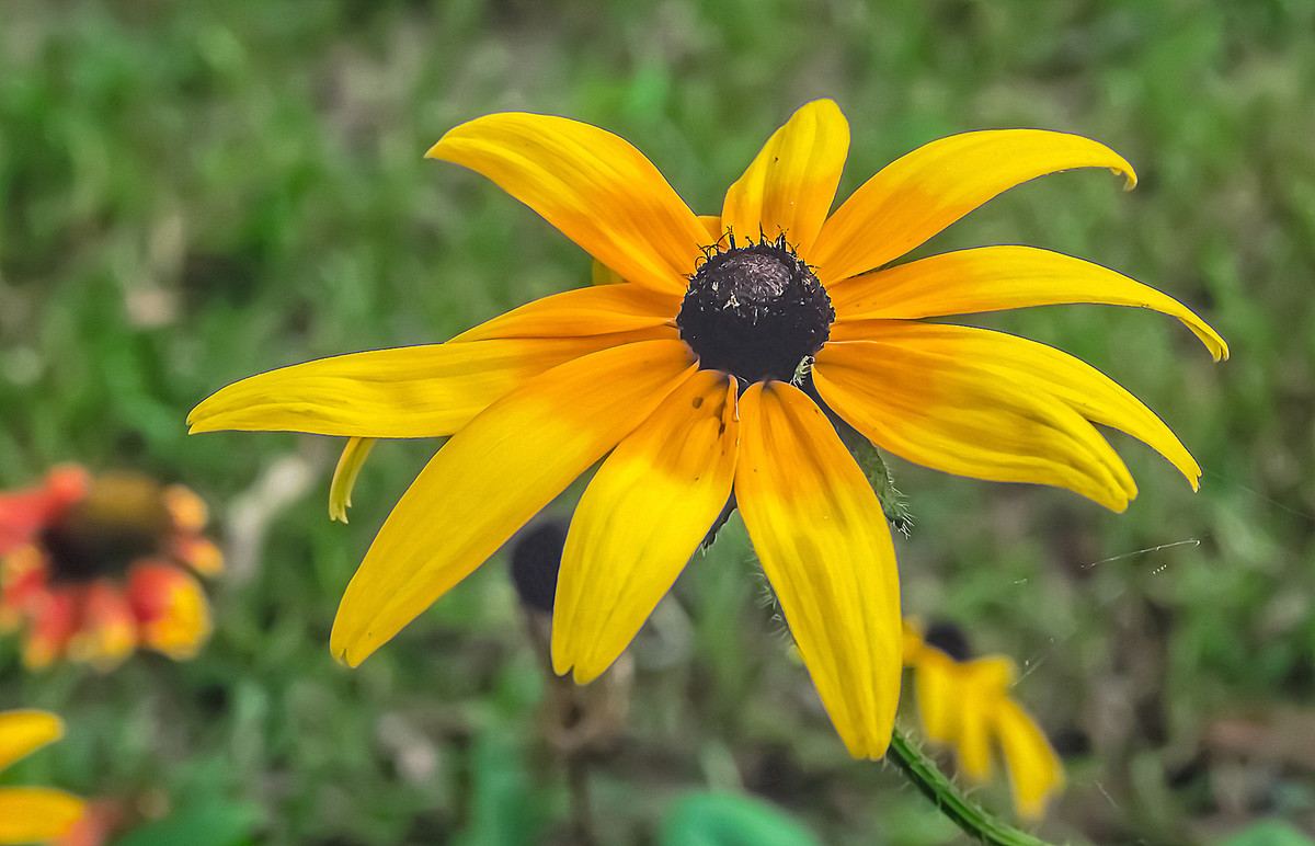 寂 寞 花 仙 广 袖 舒