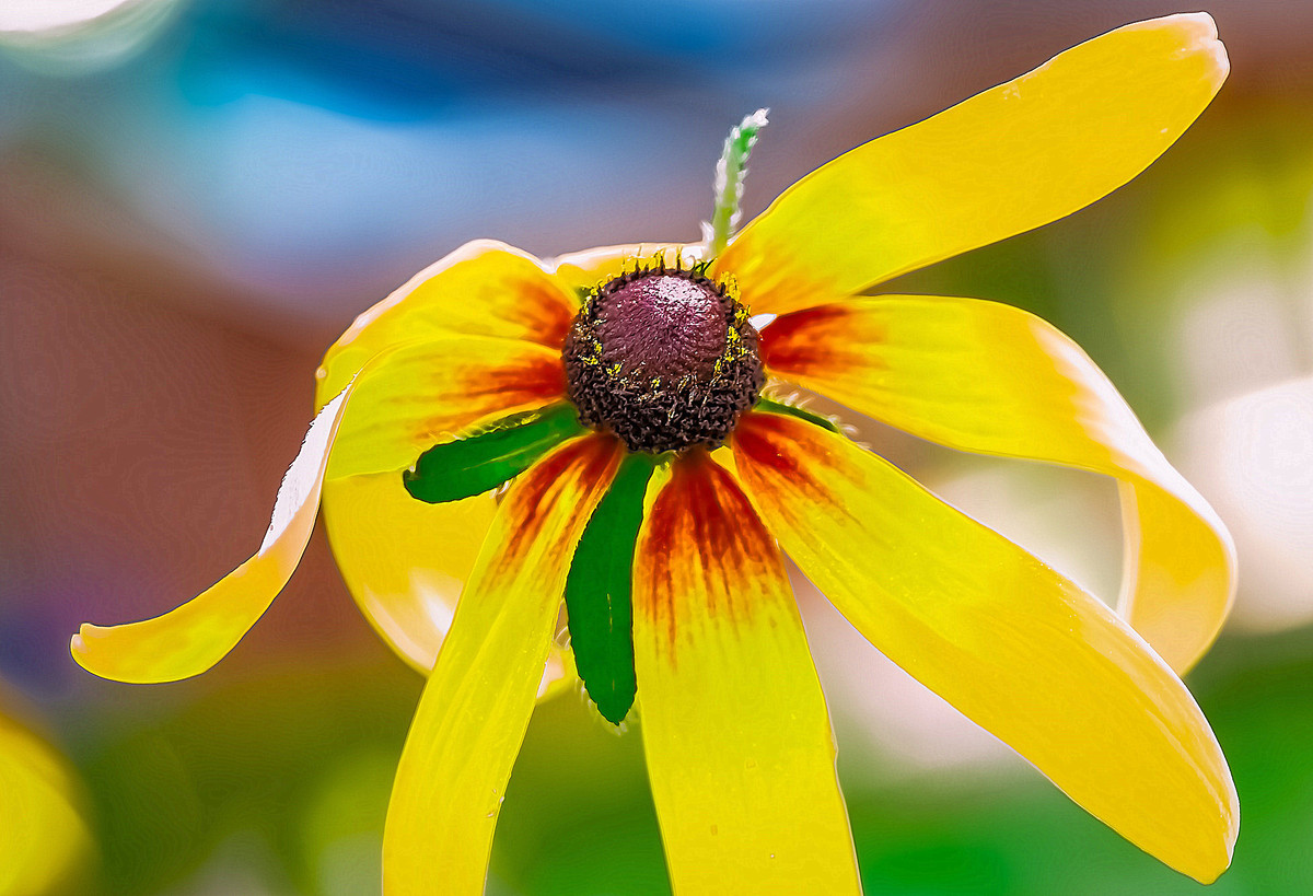 寂 寞 花 仙 广 袖 舒