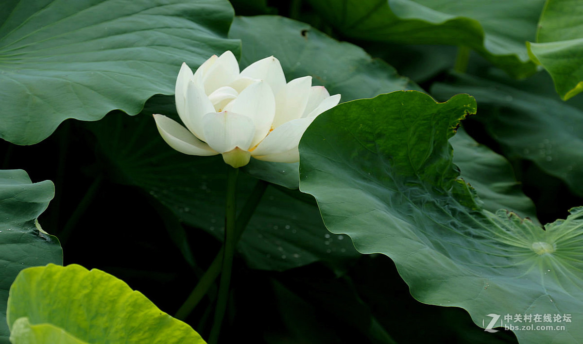 白莲花