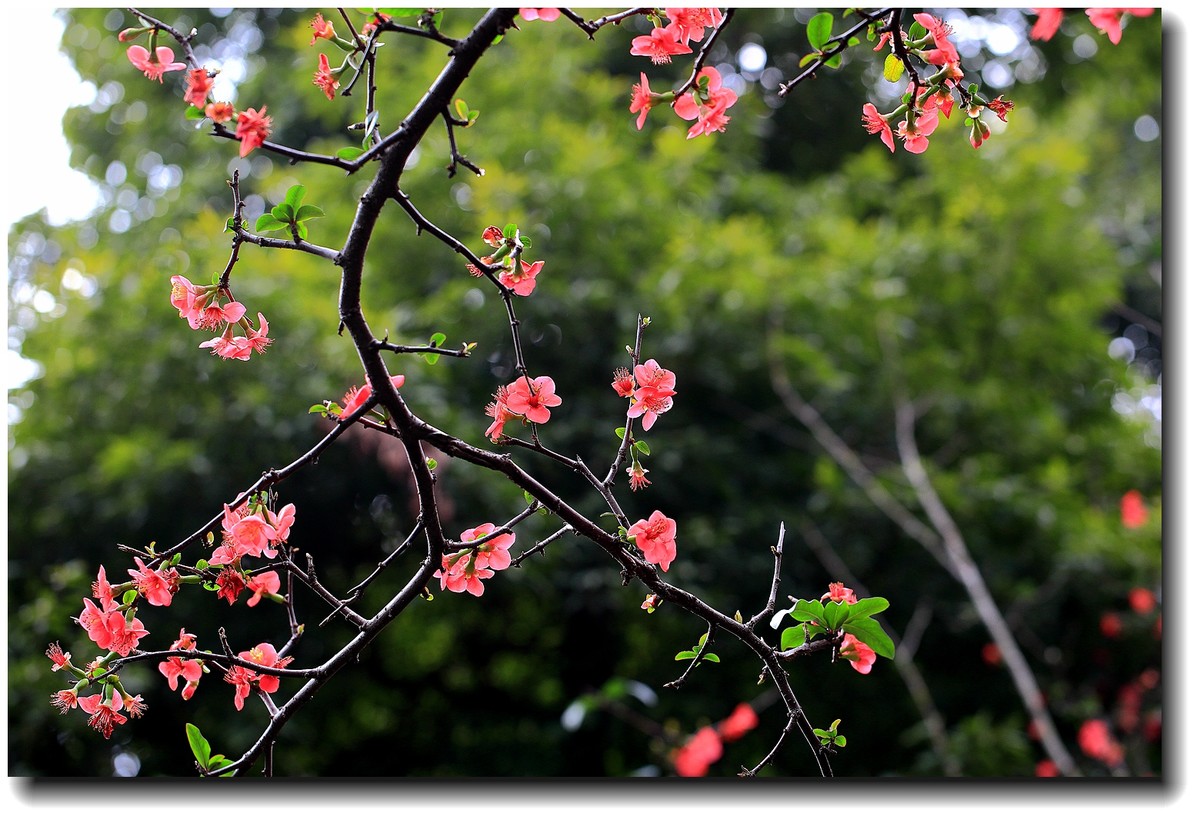 #春节家乡寻宝#【杜甫草堂】— 成都的宝