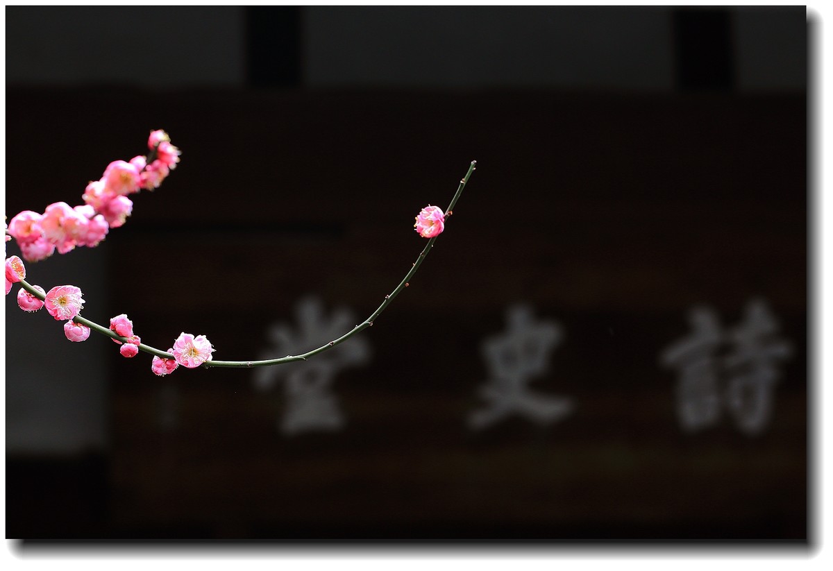 #春节家乡寻宝#【杜甫草堂】— 成都的宝