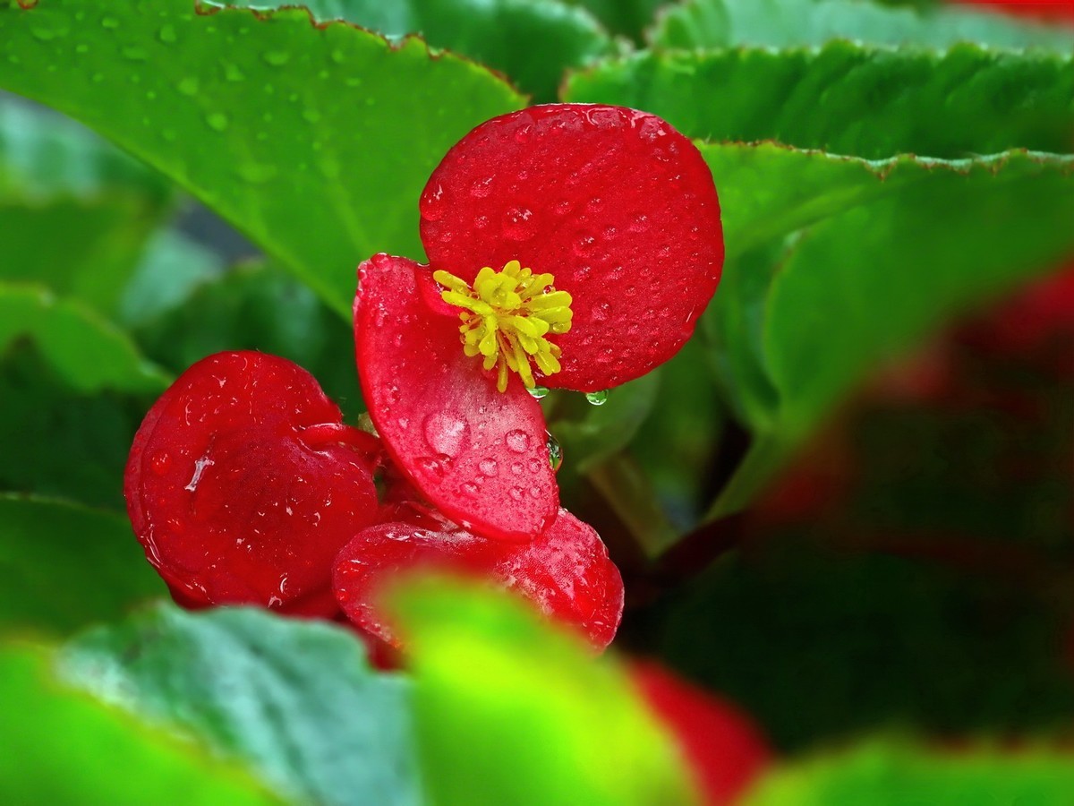 红艳艳的海棠花2