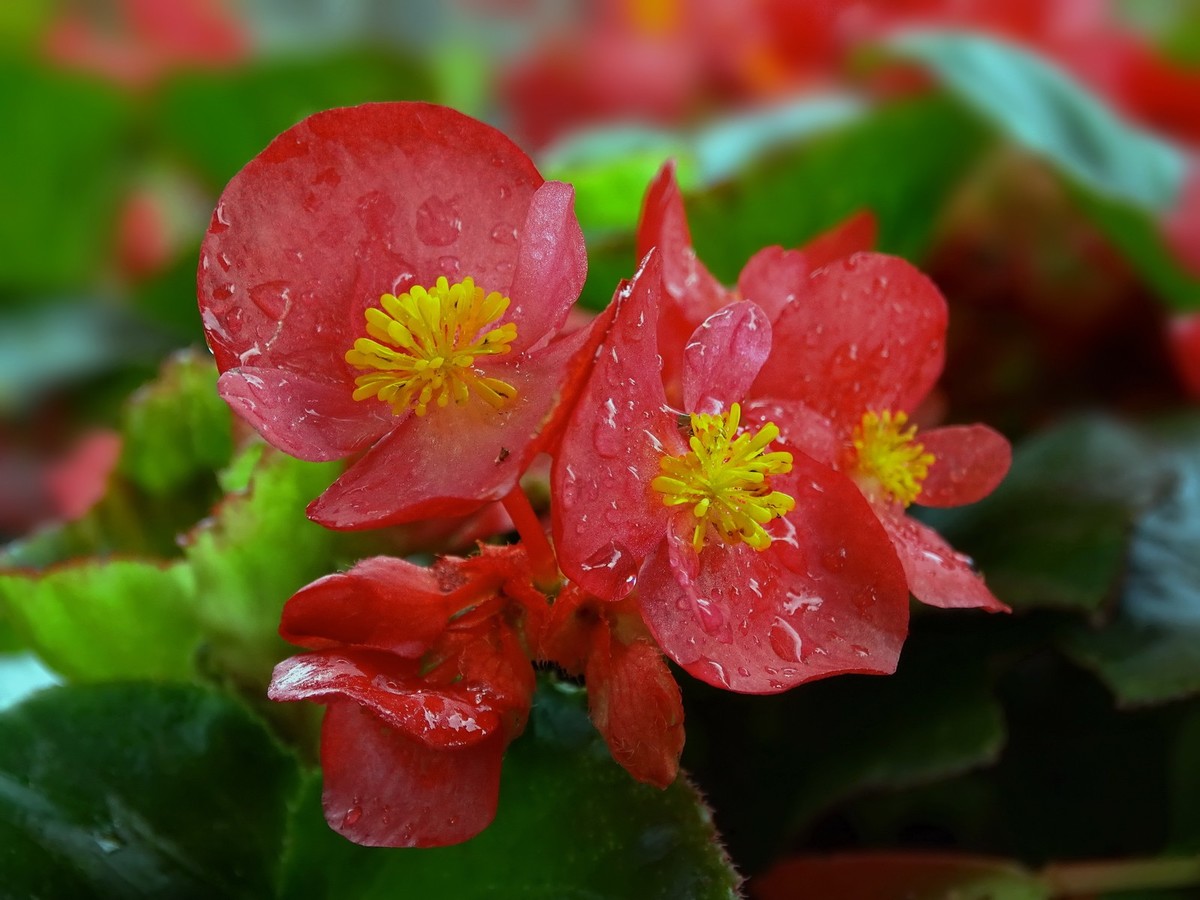 红艳艳的海棠花2