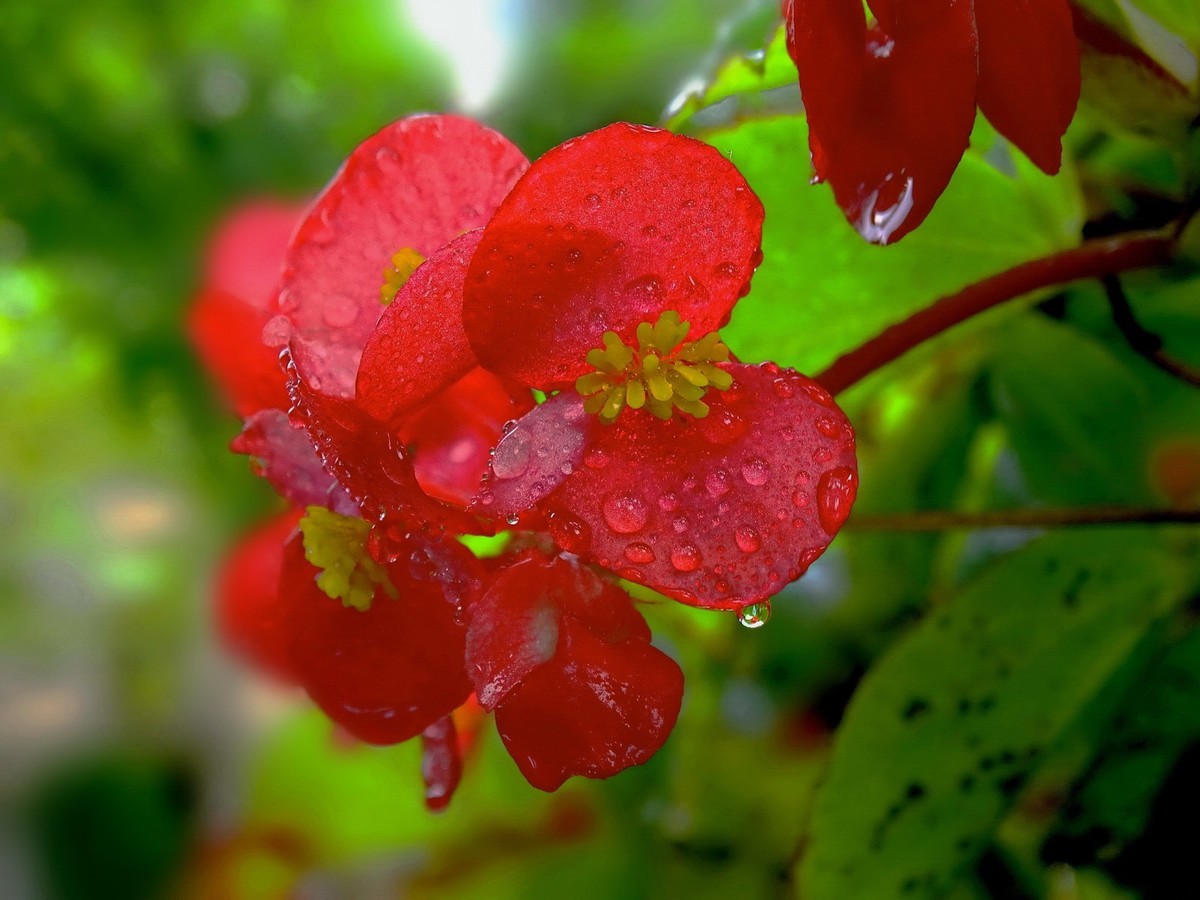 红艳艳的海棠花2