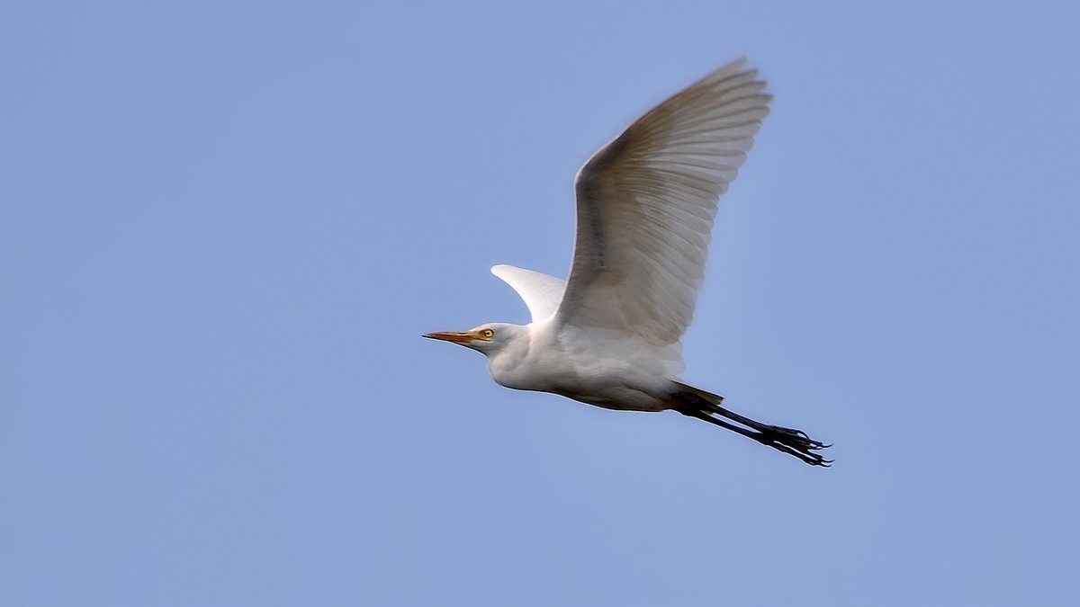 抓拍蓝天飞翔的鹭鸟