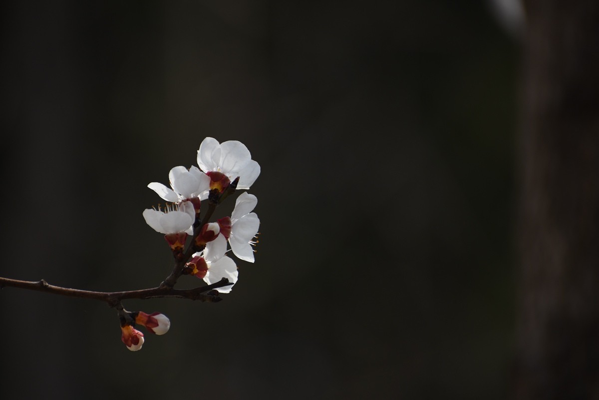 一组杏花