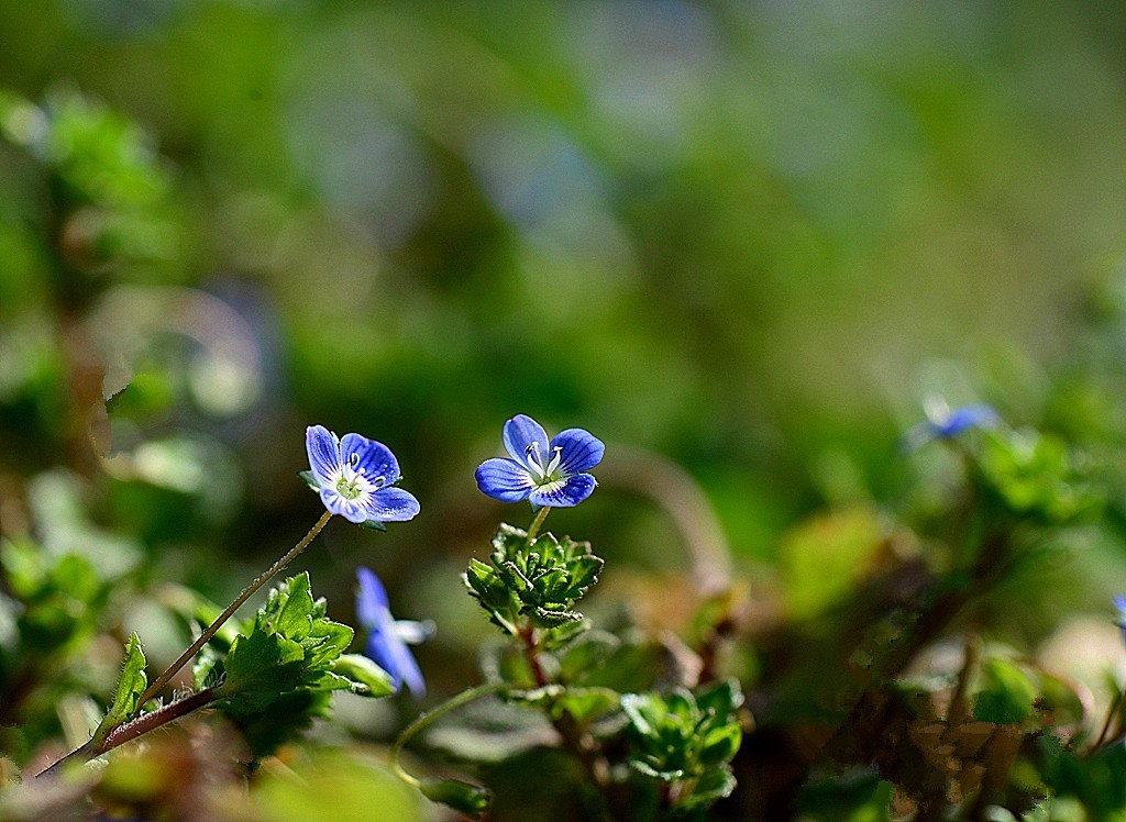 春天小草微微笑