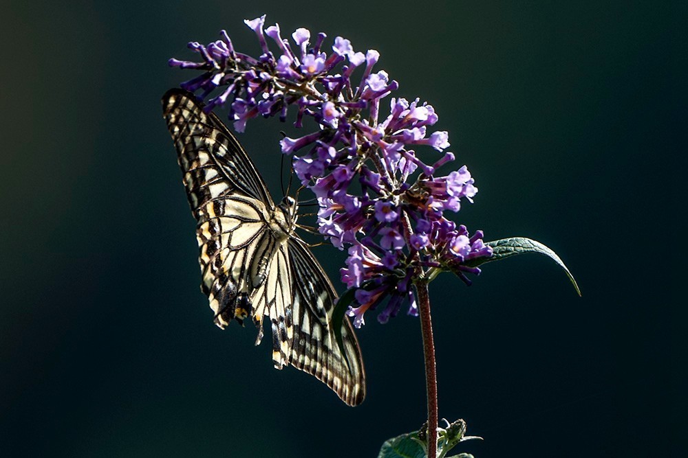 蝶蛾采蜜图（手持80-400拍摄）