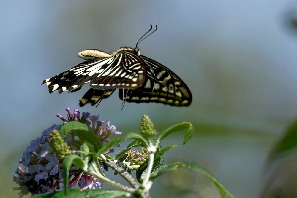 蝶蛾采蜜图（手持80-400拍摄）