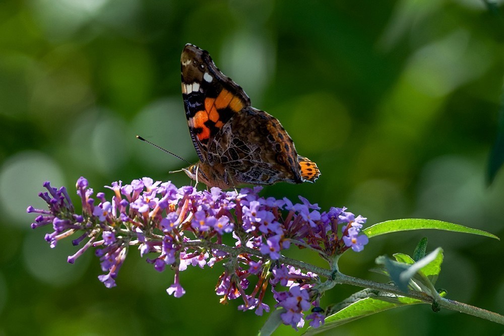 蝶蛾采蜜图（手持80-400拍摄）