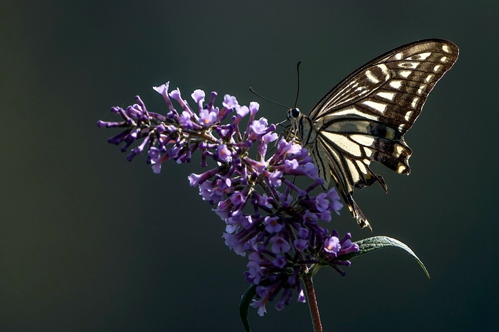 蝶蛾采蜜图（手持80-400拍摄）