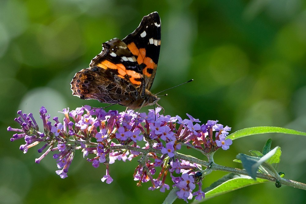 蝶蛾采蜜图（手持80-400拍摄）