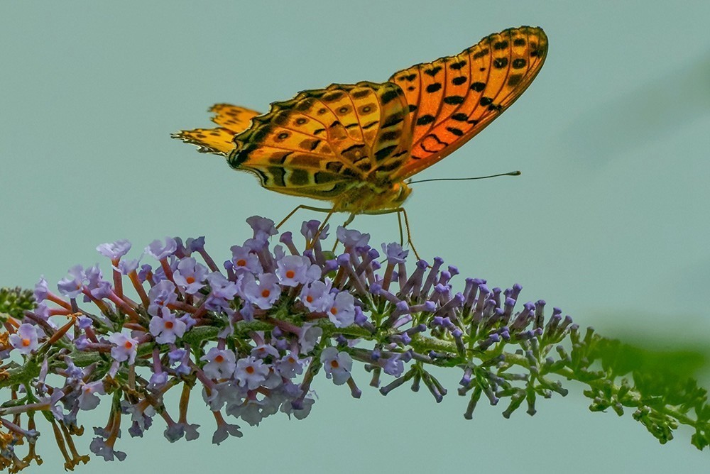 蝶蛾采蜜图（手持80-400拍摄）