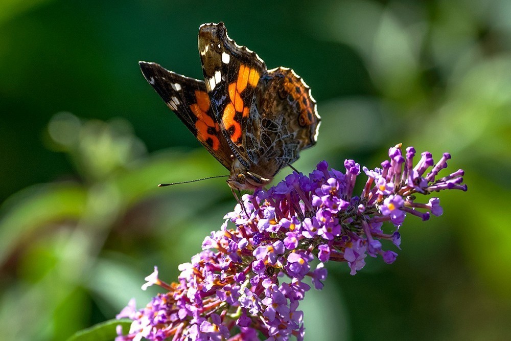 蝶蛾采蜜图（手持80-400拍摄）