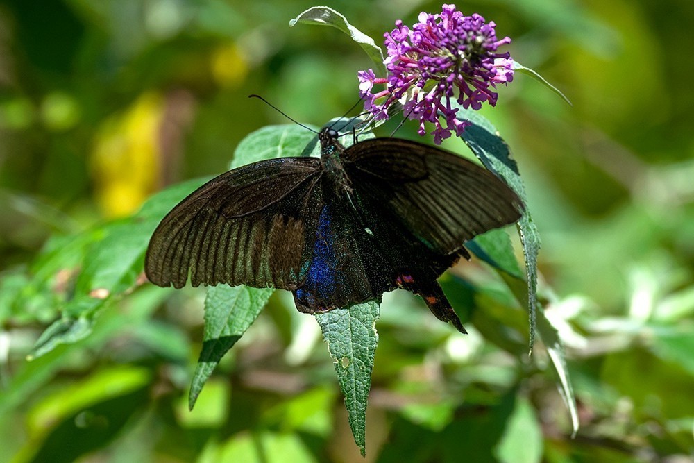 蝶蛾采蜜图（手持80-400拍摄）