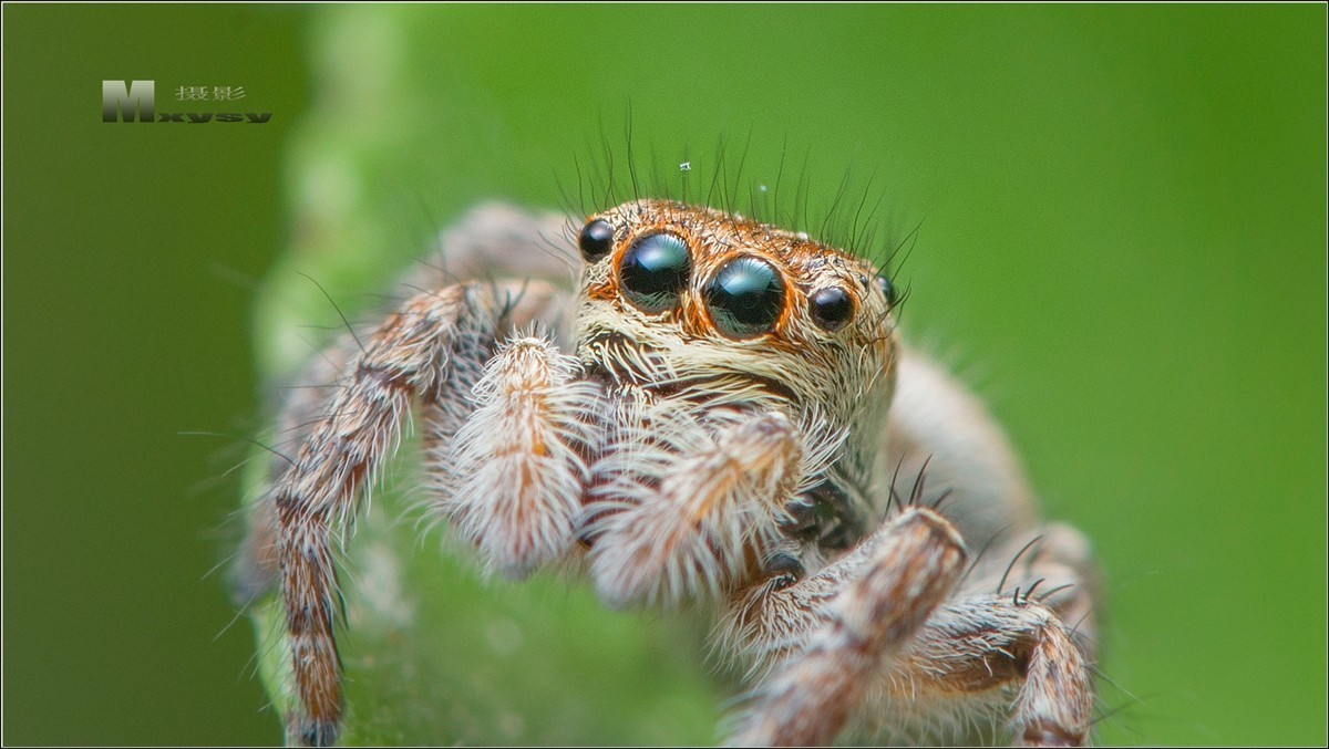 五月昆虫趣拍大眼睛