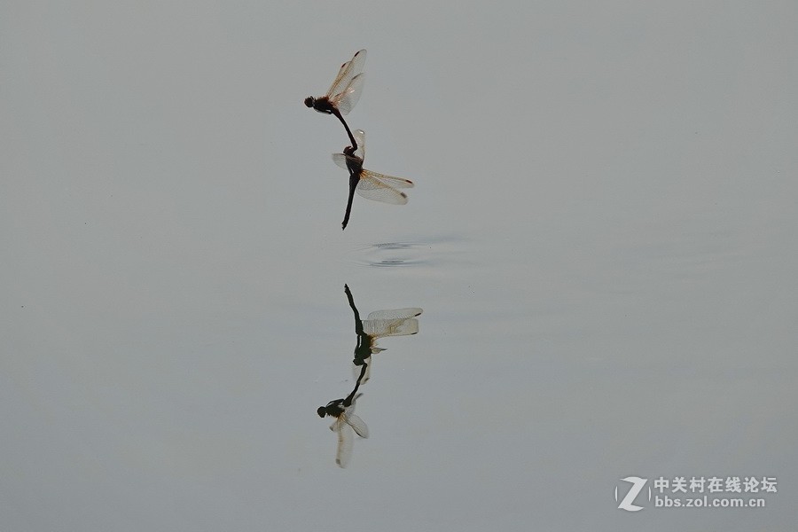 蜻蜓点水---1