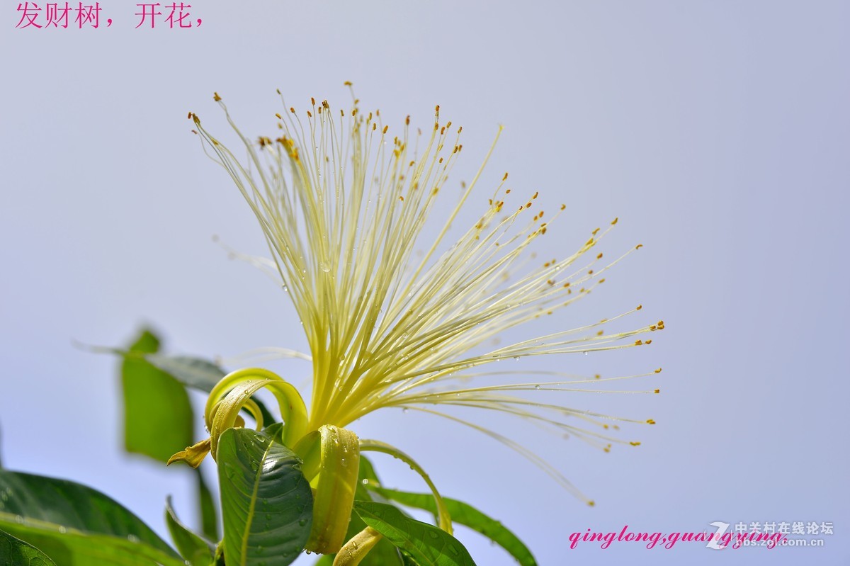 尼康花卉摄影作品，