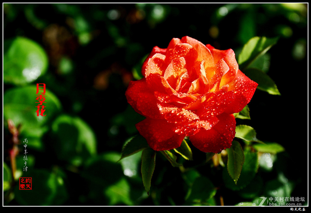 【月季花】2016-8