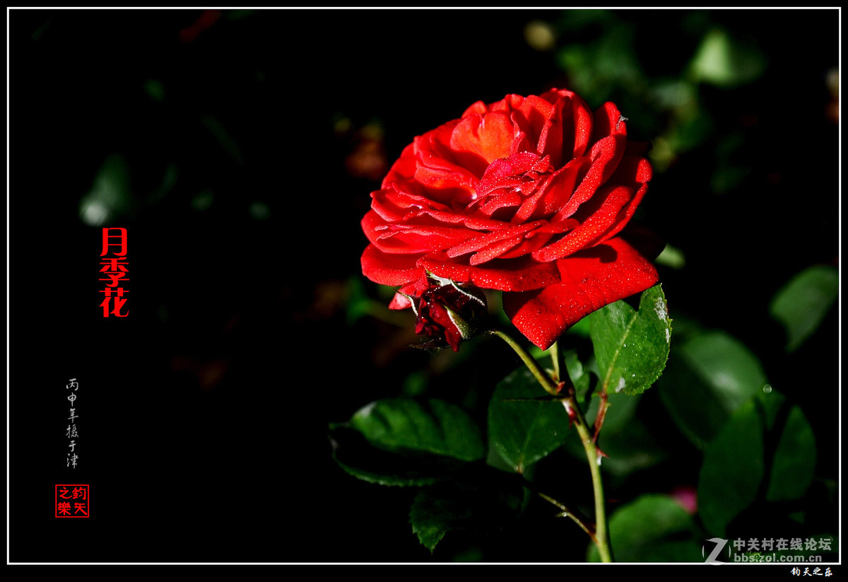 【月季花】2016-8