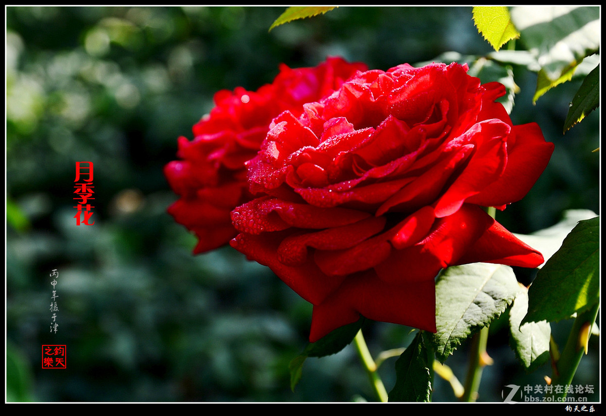 【月季花】2016-8