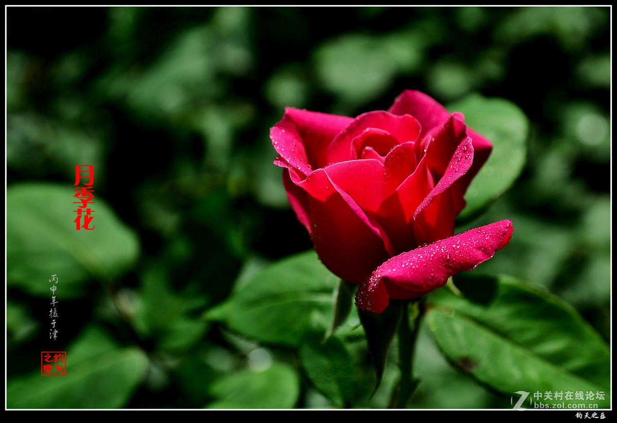 【月季花】2016-8