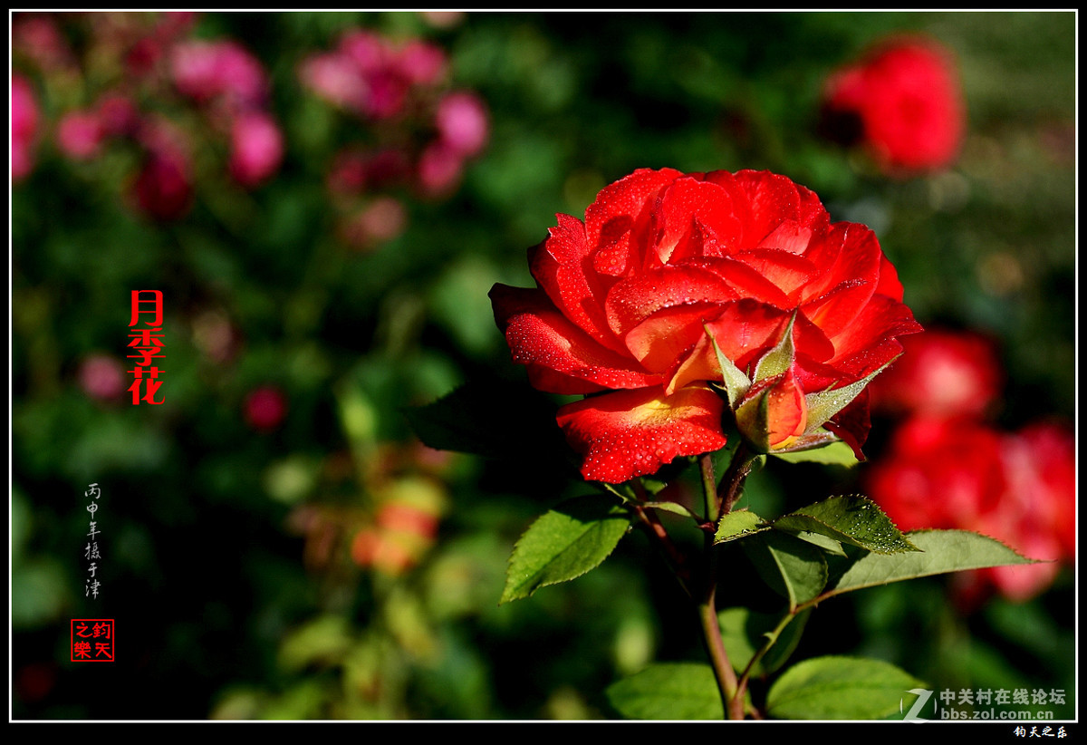 【月季花】2016-8