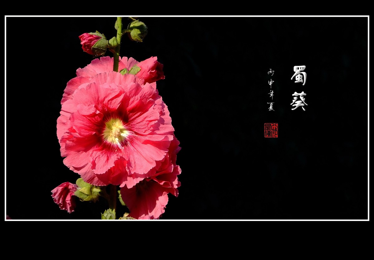 节节高的蜀葵花