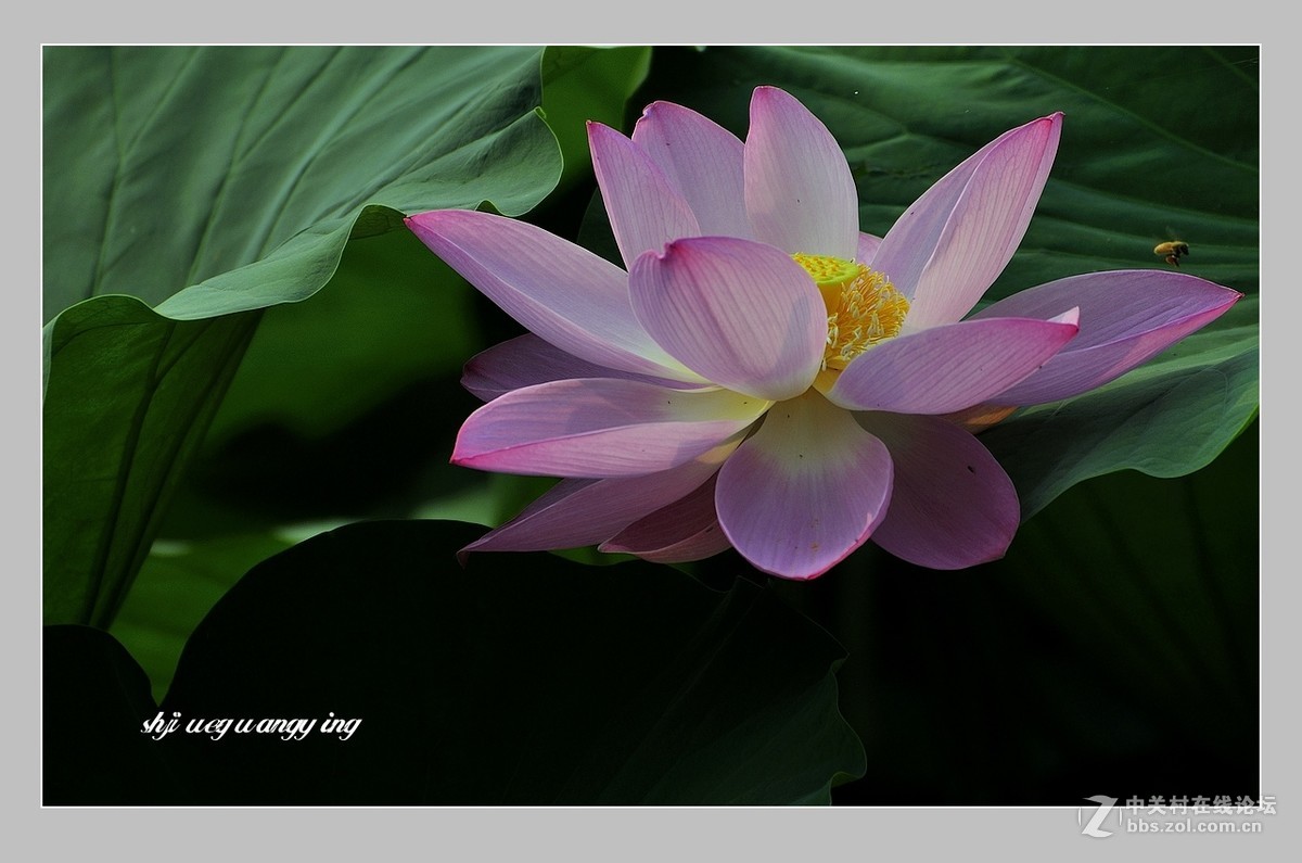 视觉光影荷光莲影1问好有心再拍泛舟水上光影寻梦三位版主