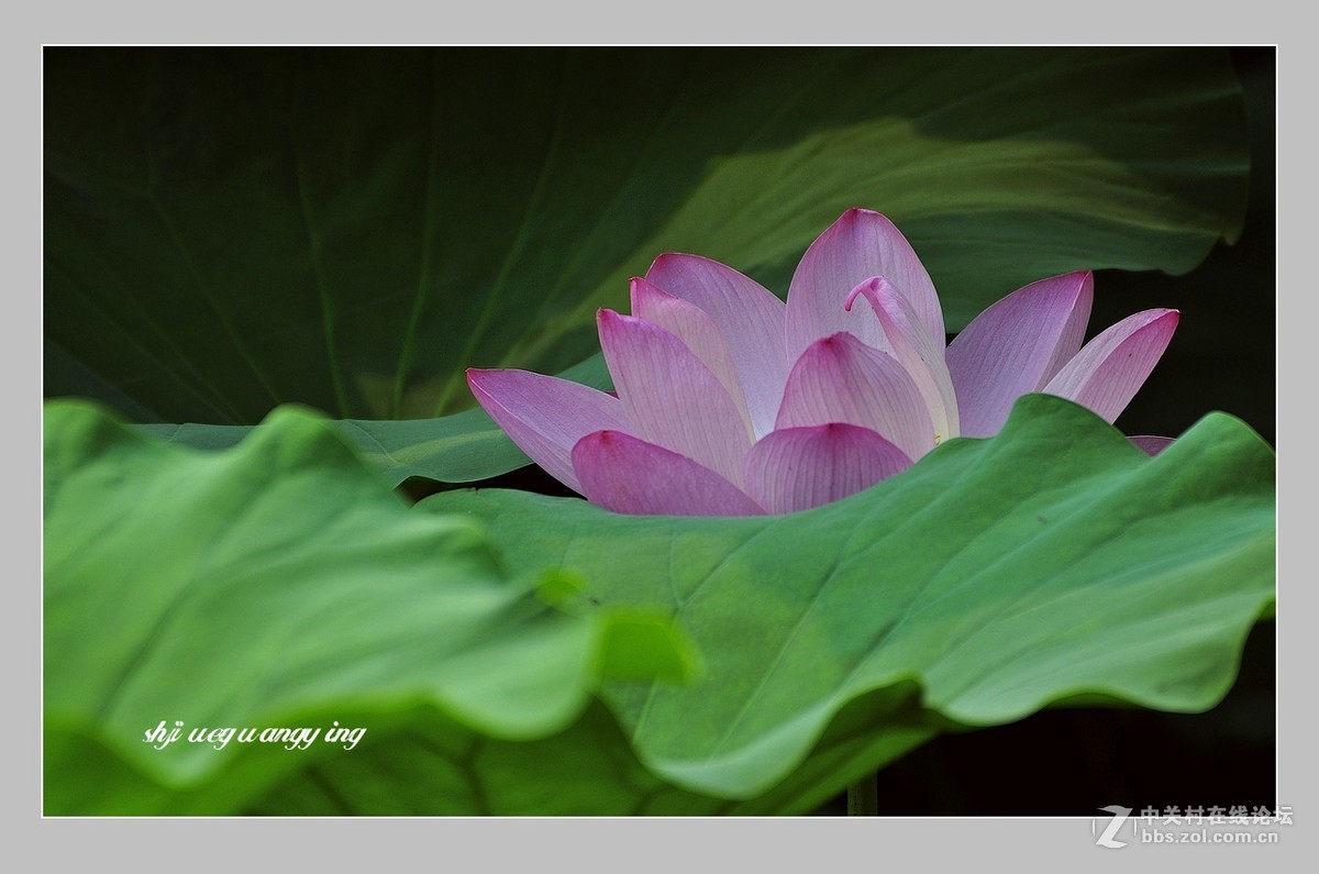 视觉光影荷光莲影1问好有心再拍泛舟水上光影寻梦三位版主