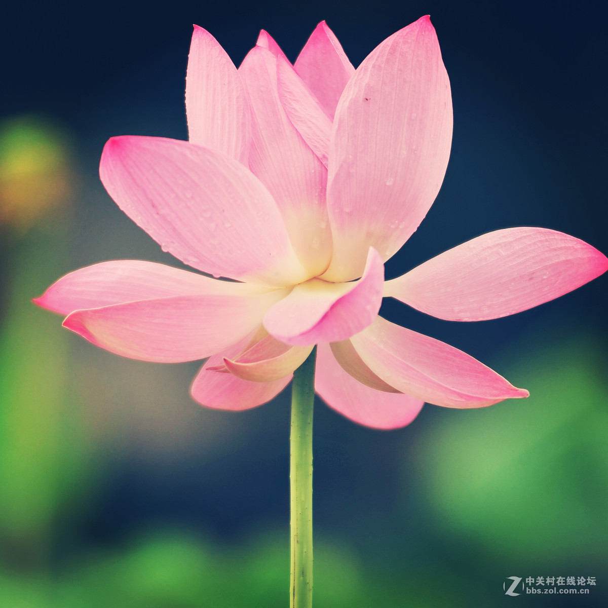 刚刚入手二手钢炮，试拍荷花！