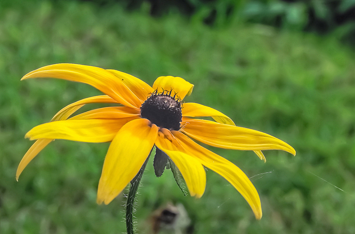 寂 寞 花 仙 广 袖 舒