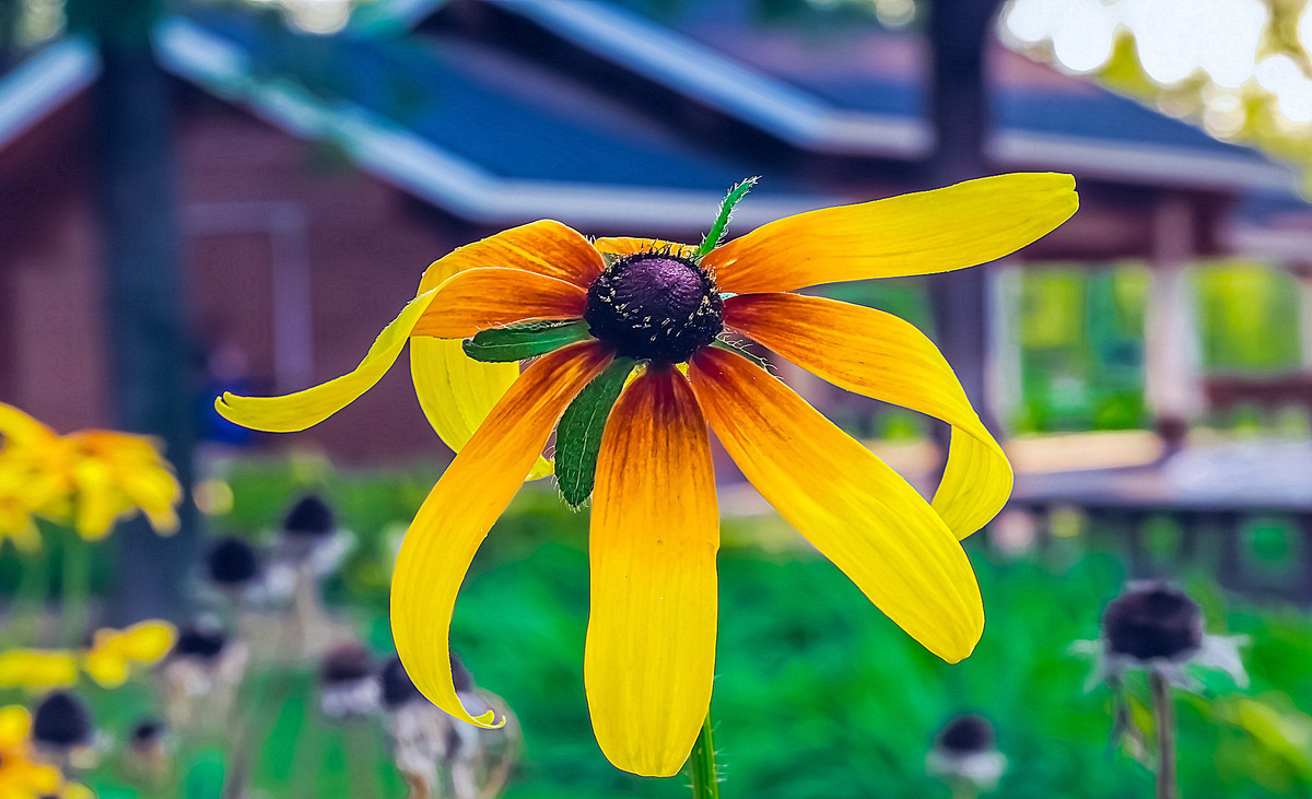 寂 寞 花 仙 广 袖 舒