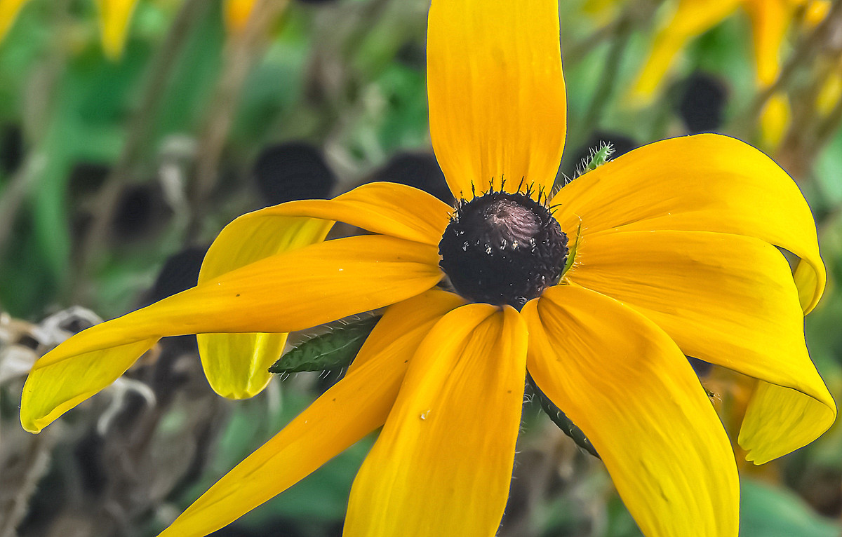 寂 寞 花 仙 广 袖 舒