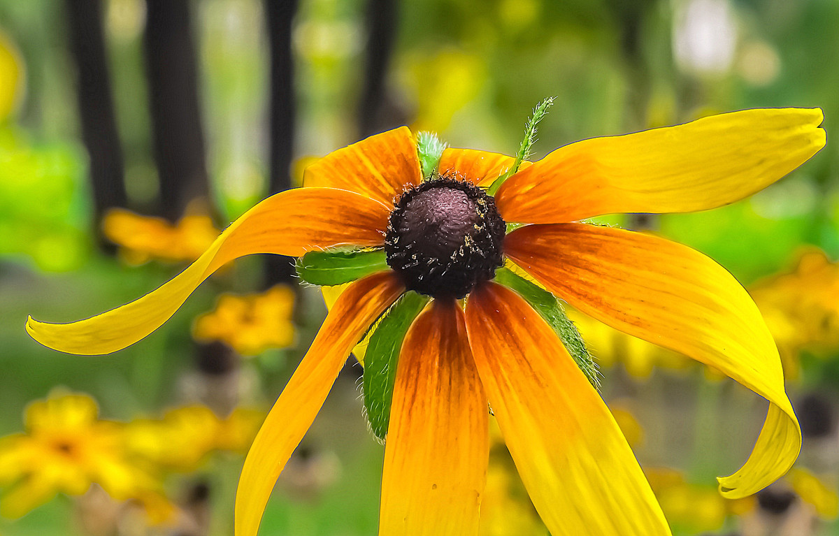 寂 寞 花 仙 广 袖 舒