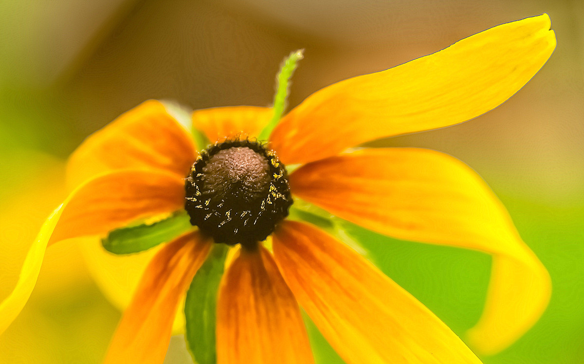 寂 寞 花 仙 广 袖 舒