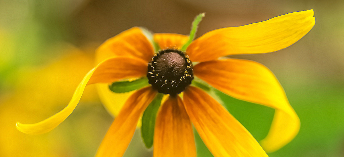寂 寞 花 仙 广 袖 舒