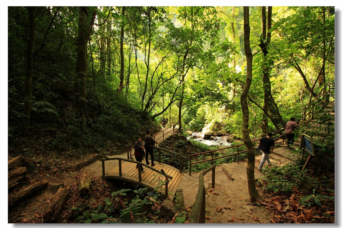2020莫里热带雨林景区-旅游攻略-门票-地址-问答-游记点评，瑞丽旅游旅游景点推荐-去哪儿攻略