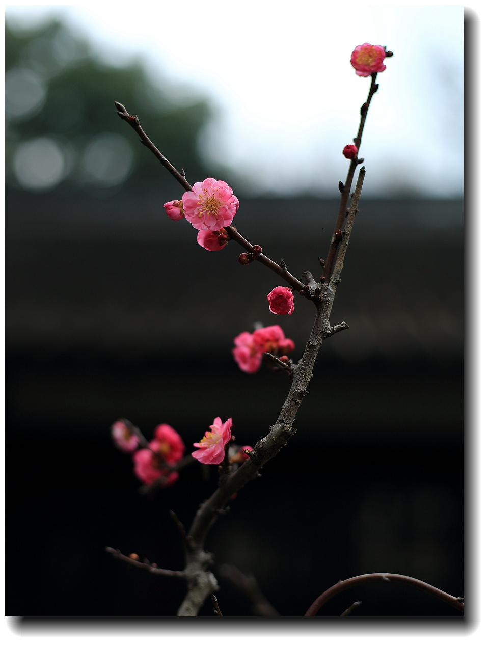 #春节家乡寻宝#【杜甫草堂】— 成都的宝