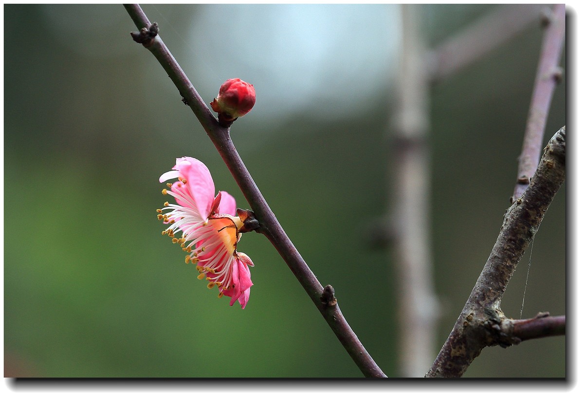 #春节家乡寻宝#【杜甫草堂】— 成都的宝