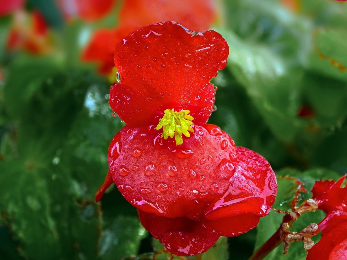 红艳艳的海棠花2