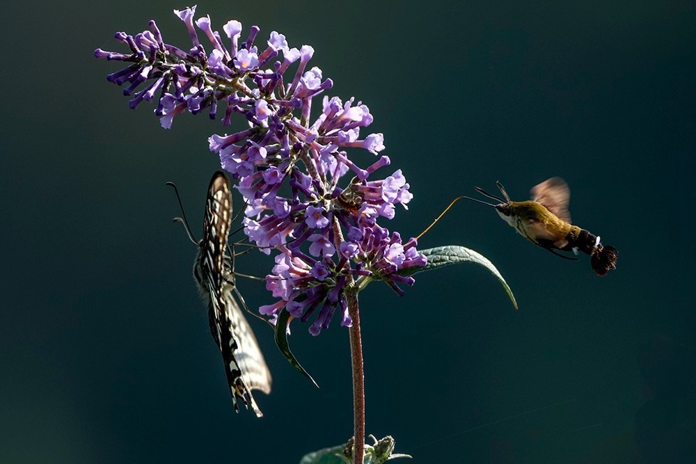 蝶蛾采蜜图（手持80-400拍摄）