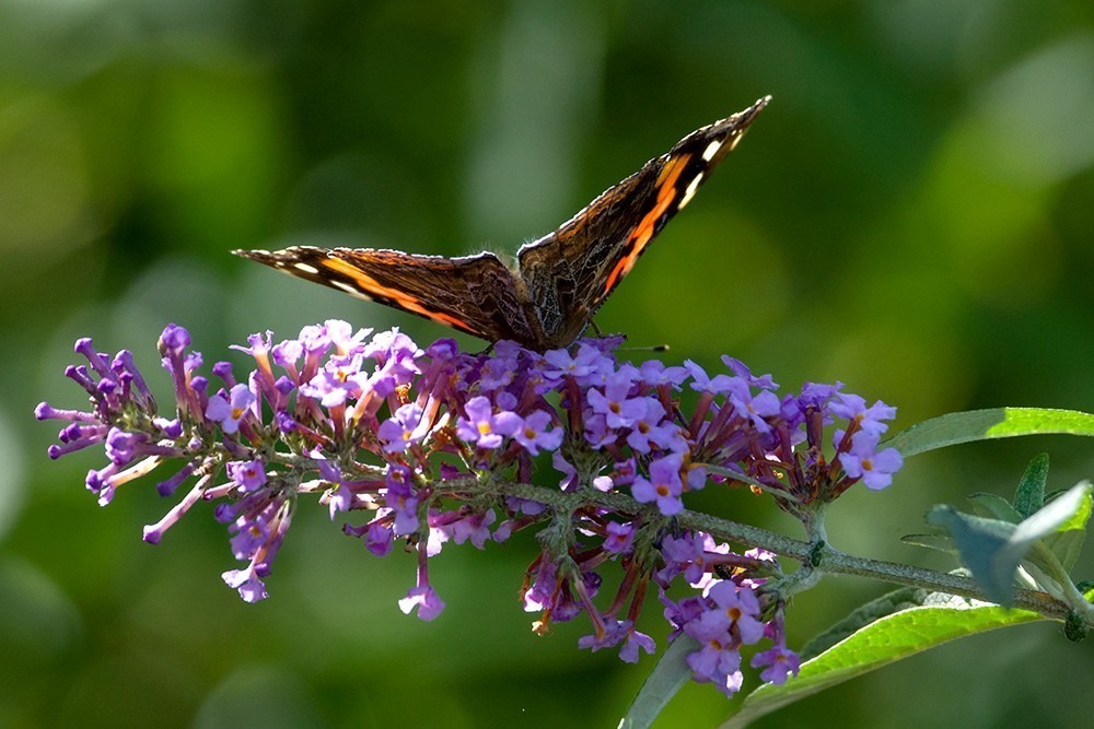 蝶蛾采蜜图（手持80-400拍摄）
